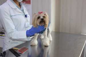 В Новочеркасске пройдет льготный день стерилизации животных