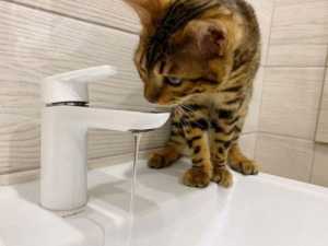 В Новочеркасске промышленный район на двое суток останется без воды