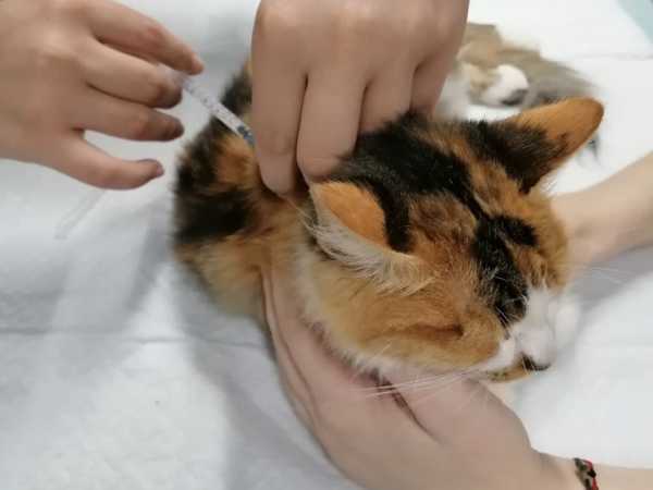 В Новочеркасске ветеринары спасли кошку, выпавшую из окна