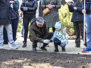 Алексей Логвиненко: в День тюльпанонасаждения в Ростове высадили около 28 тысяч цветов