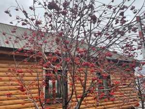 В Новочеркасске немного потеплеет на выходных