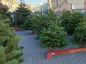 В Новочеркасске елочные базары будут работать до 31 декабря