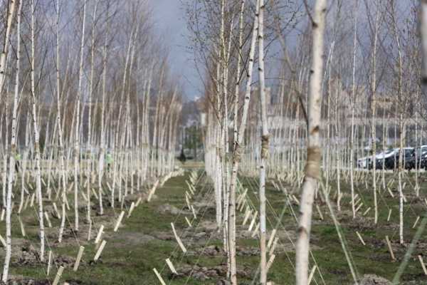 Алексей Логвиненко: В Ростове пройдет День Древонасаждения