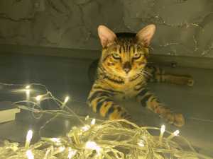 Жители Новочеркасска 5 и 6 июля останутся без света