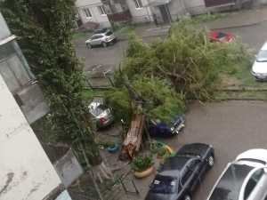 В Новочеркасске на Визирова аварийное дерево придавило легковушку