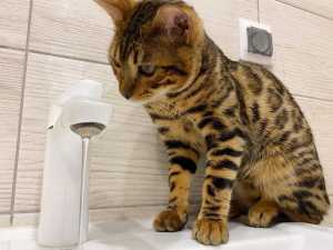 В Новочеркасске на улице Степной ограничили подачу воды