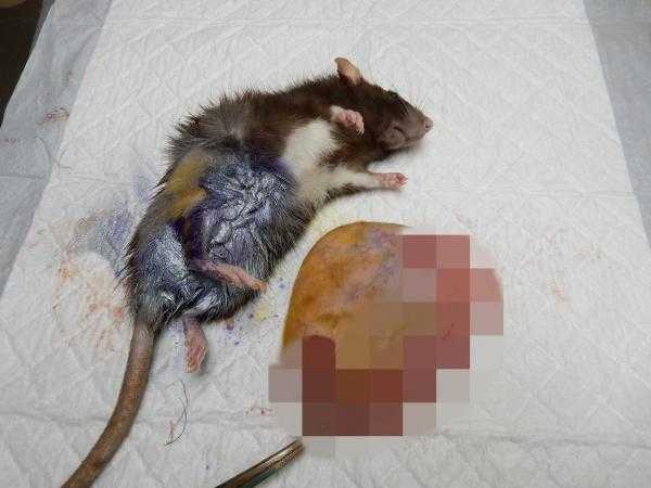 В Новочеркасске ветврачи удалили опухоль, размером с теннисный мяч декоративной крысе