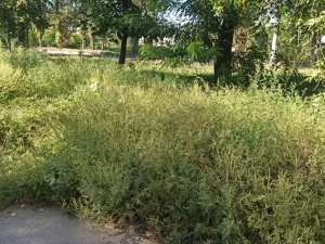 Жители Новочеркасска пожаловались на кусты амброзии на улице Высоковольтной