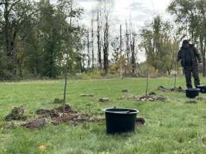 В Новочеркасске посаженные администрацией деревья погибают из-за отсутствия полива