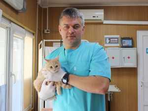 В Новочеркасске жители смогут стерилизовать питомцев со скидкой