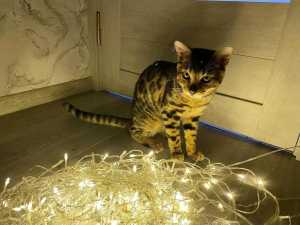 Жителей Новочеркасска 25 декабря ожидает  отключение света