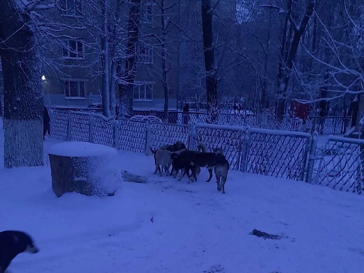 В Новочеркасске по всему городу разгуливают стаи бродячих собак