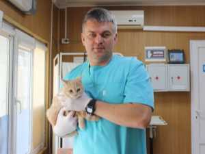В Новочеркасске 25 января жители смогут со скидкой стерилизовать питомцев