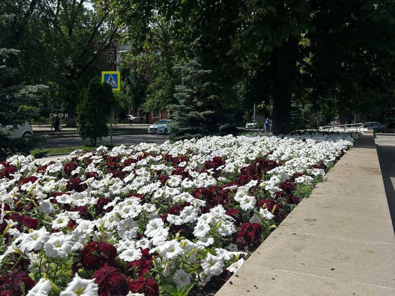 К середине июня Ростов украсят около 960 тысяч летних цветов
