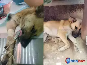 В Новочеркасске живодер расстрелял пса из винтовки