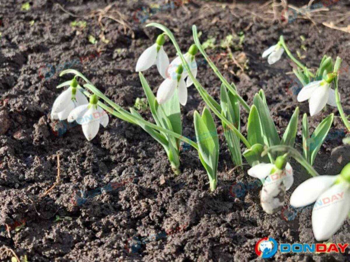 Жителей Новочеркасска ждет резкое потепление к концу марта