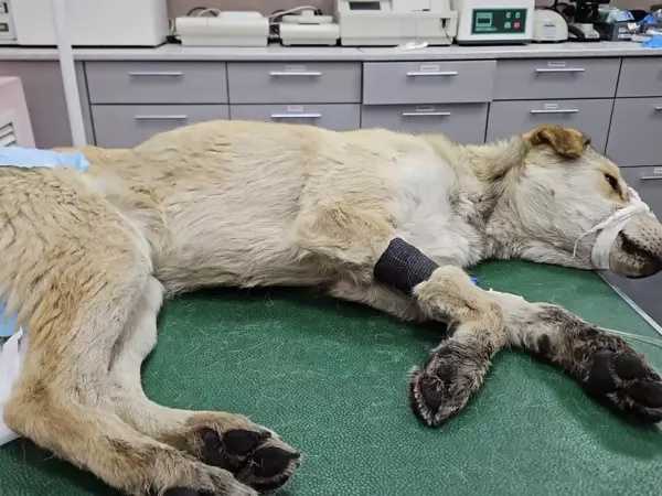 Донские ветеринары борются за жизнь собаки, зараженной опасным вирусом