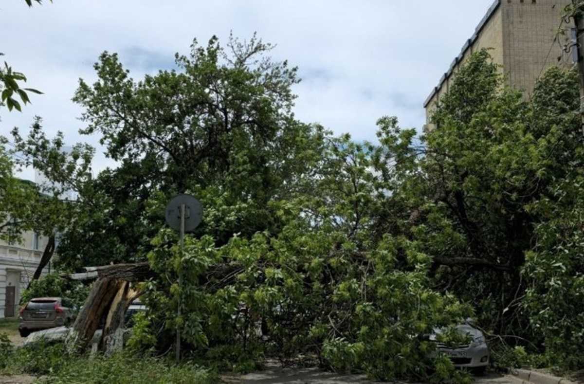 В Новочеркасске дерево упало на припаркованные автомобили