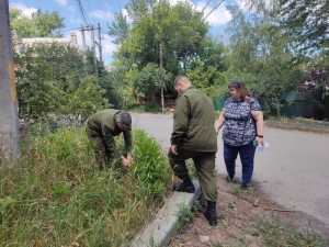 Более 200 кустов запрещенной дикорастущей конопли уничтожили в Новочеркасске