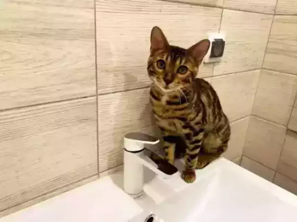 В трех районах Новочеркасска отключат воду