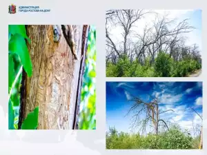 Глава Ростова обсудил ситуацию с распространением жука-паразита, который уничтожает ясени в городских лесах