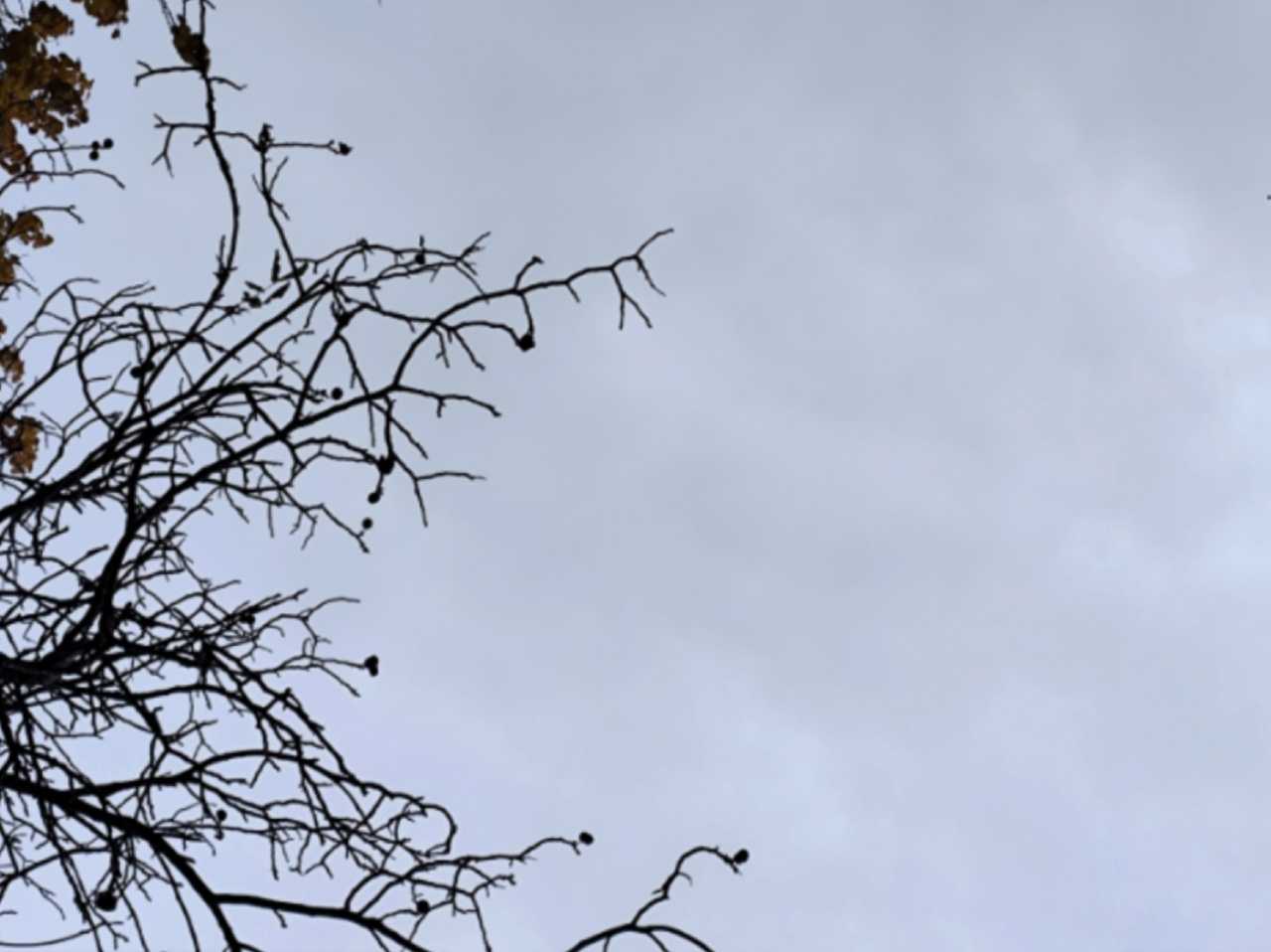 Небольшой ветер ожидается на короткой рабочей неделе в Новочеркасске