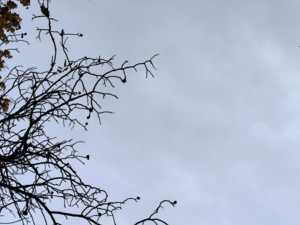 Небольшой ветер ожидается на короткой рабочей неделе в Новочеркасске