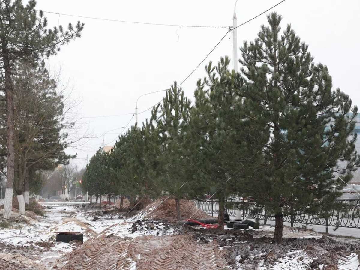 В Новочеркасске на Платовском на месте срубленных деревьев высадили 12 сосен