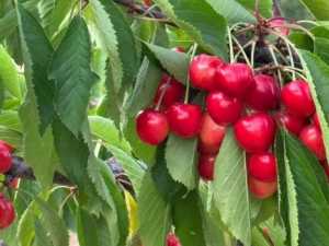 Под Новочеркасском за 12 млн рублей продают фруктовый сад с техникой