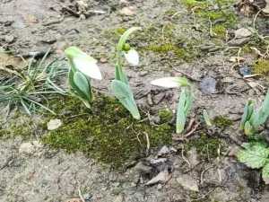 На первой неделе марта в Новочеркасске потеплеет до +11 градусов