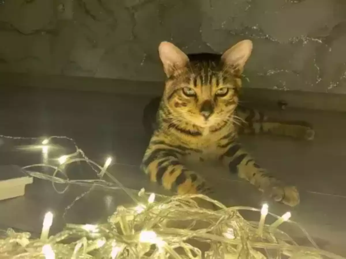 В Новочеркасске на новой рабочей неделе пройдут массовые отключения