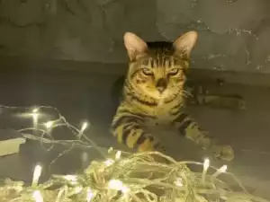 В Новочеркасске на новой рабочей неделе пройдут массовые отключения