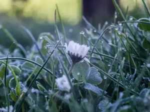 Жителей Новочеркасска предупредили о заморозках до -3 градусов