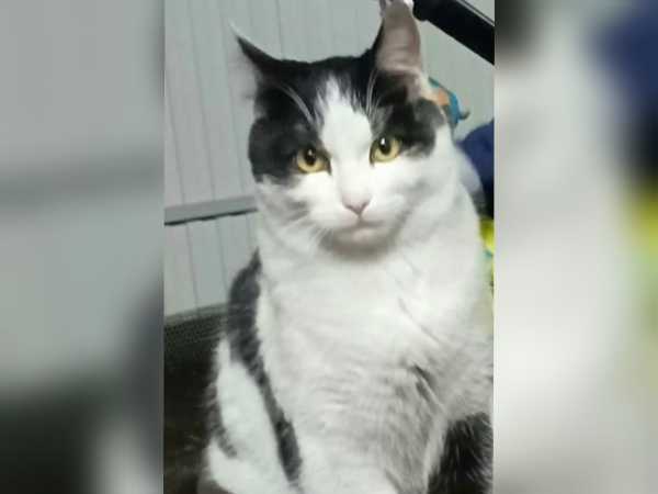 Житель Новочеркасска продает кота-мышелова за четыре с половиной миллиона рублей