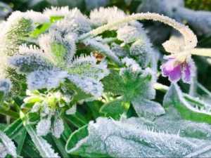 В Новочеркасске на три дня продлили штормовое предупреждение из-за заморозков