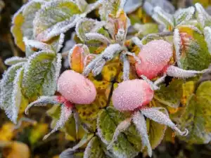 В Новочеркасске жителей предупредили о заморозках до -3 градусов