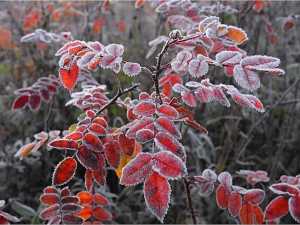 В начале мая в Новочеркасске ожидаются заморозки до -3 градусов